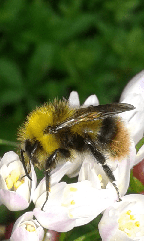 Bombus sp. (Apidae)? S, Bombus cfr. pratorum